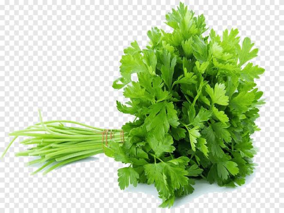 Keep Green Coriander Fresh for a Long Time in These Simple Ways